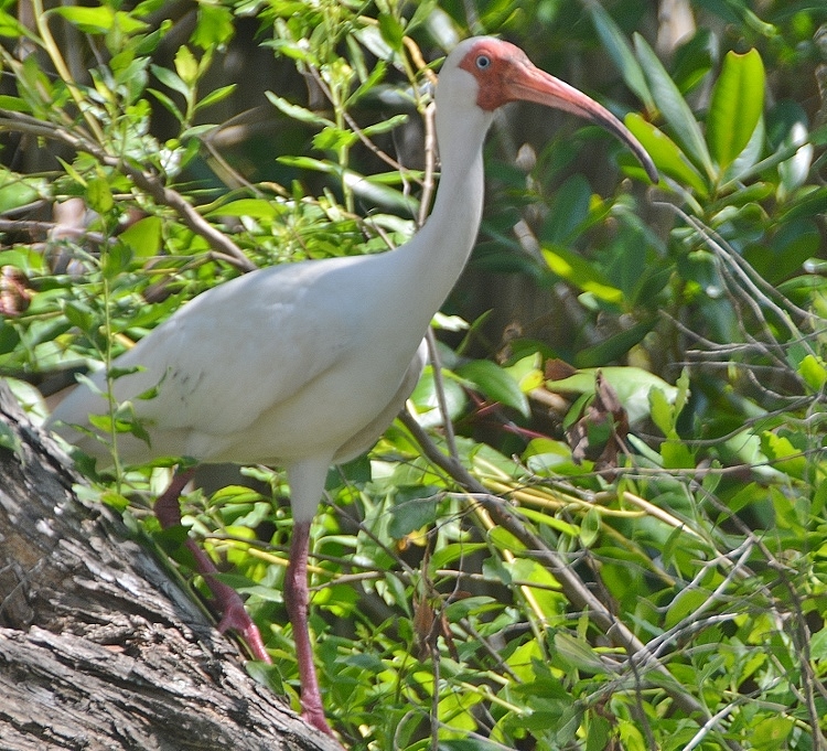 white ibis in tree